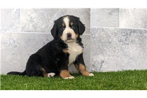Ennis - Bernese Mountain Dog for sale