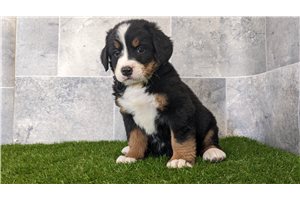 Esmeralda - Bernese Mountain Dog for sale