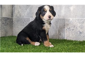 Elmo - Bernese Mountain Dog for sale