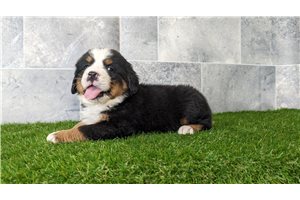 Atticus - Bernese Mountain Dog for sale