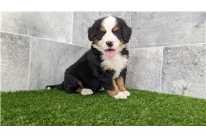 Archer - Bernese Mountain Dog for sale