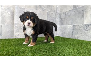 Abbie - Bernese Mountain Dog for sale