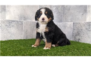 Elijah - Bernese Mountain Dog for sale