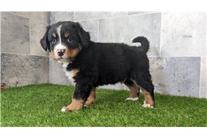 Edward - Bernese Mountain Dog for sale