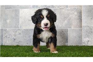 Amos - Bernese Mountain Dog for sale