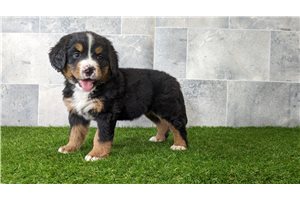 Alisa - Bernese Mountain Dog for sale