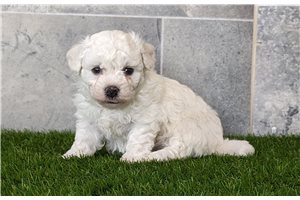 McKinley - puppy for sale