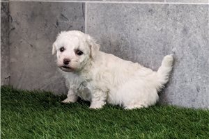 Marilyn - puppy for sale