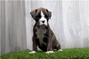 Cray - Boxer for sale