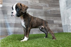 Mikey - Boxer for sale