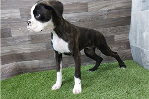 Murphy - Boxer for sale