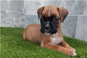 Song - Boxer for sale