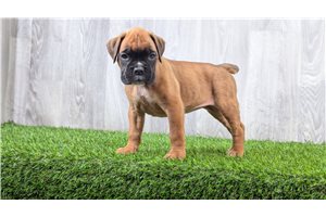 Ginny - puppy for sale