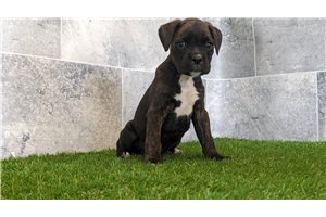 Artemis - puppy for sale