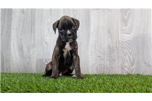Ferdinand - puppy for sale
