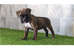 Abby - Boxer for sale