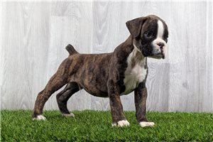 Crater - puppy for sale