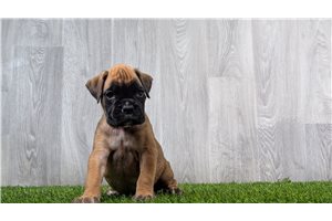 Giselle - puppy for sale