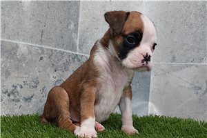 Beverly - Boxer for sale