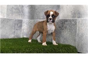 Alexandria - puppy for sale