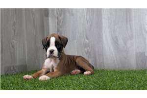 Flint - puppy for sale