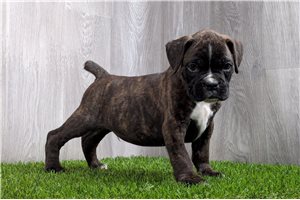 Crawford - Boxer for sale