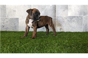 Achilles - puppy for sale