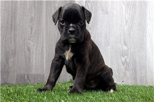 Buttons - Boxer for sale