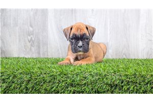 Glen - puppy for sale