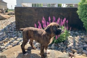 Zilly - Boxer for sale