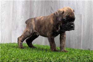 Boris - Boxer for sale