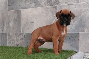 Ryder - Boxer for sale