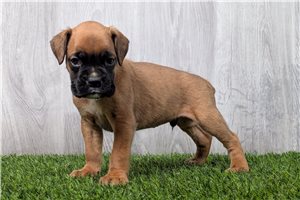 Bordeaux - Boxer for sale