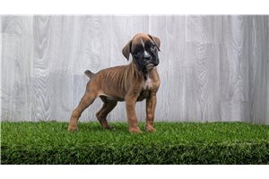 Frankie - puppy for sale