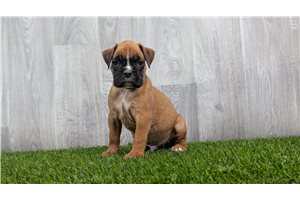 Gyro - Boxer for sale