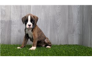 Fauna - Boxer, placed in Fort Wayne