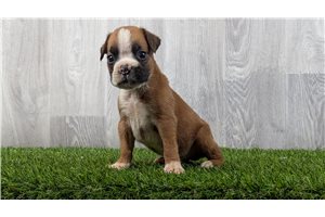 Whiskers - Boxer for sale