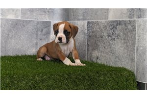 Archie - puppy for sale