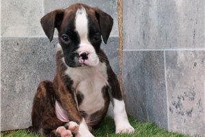 Perry - Boxer for sale