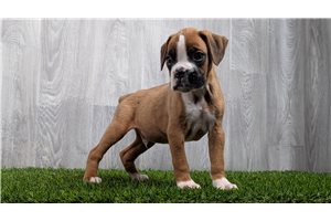 Whiskers - Boxer for sale