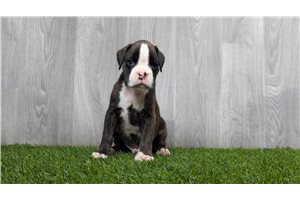 Fitzgerald - puppy for sale