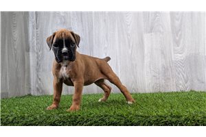 Georgia - puppy for sale
