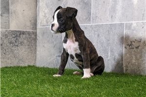 Kennedy - Boxer for sale