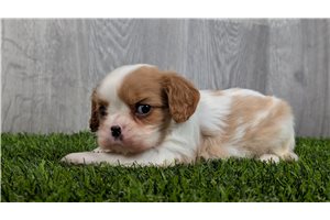 Barry - puppy for sale