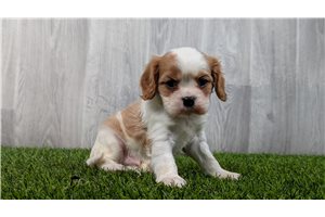Benard - Cavalier King Charles Spaniel for sale