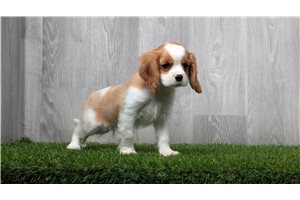 Wren - puppy for sale