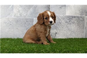 Cassidy - Cavalier King Charles Spaniel for sale