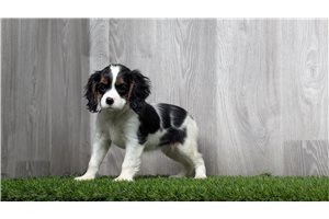 Tansy - Cavalier King Charles Spaniel for sale