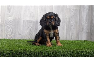 lemon - Cavalier King Charles Spaniel for sale