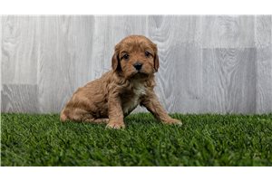 Bear - puppy for sale